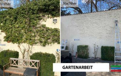 Efeu Mauer / Fassadenreinigung